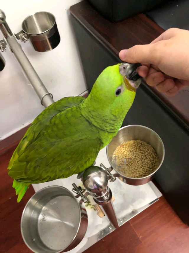 新手训虎皮鹦鹉的方法大全,新手怎么训鹦鹉