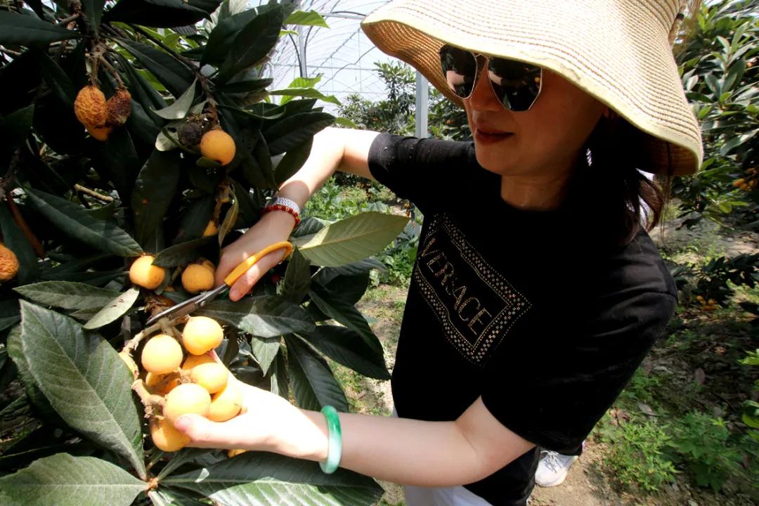 周末东山采枇杷采摘攻略已出,枇杷采摘攻略