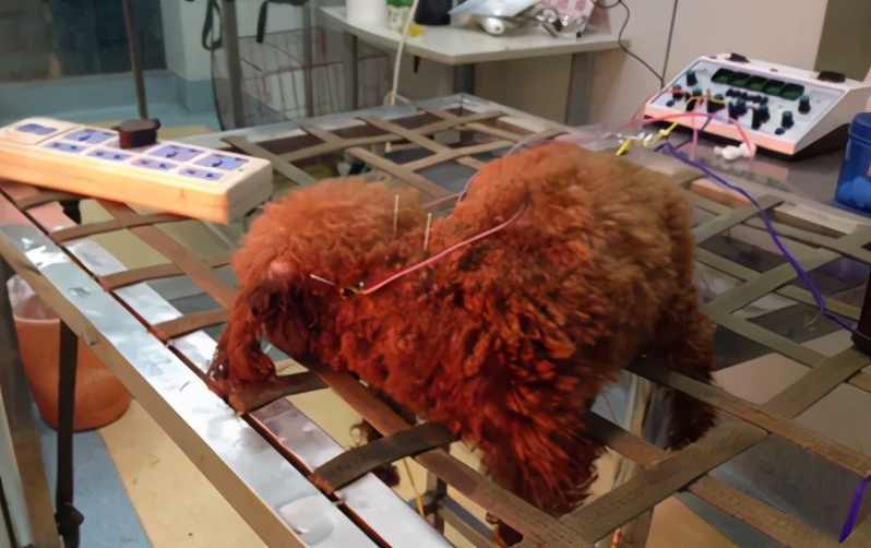 那些年我曾经养过的小狗,那些年我曾经养过的狗