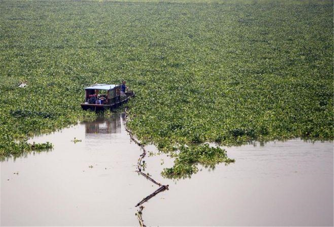 水葫芦入侵过程,水葫芦入侵方法