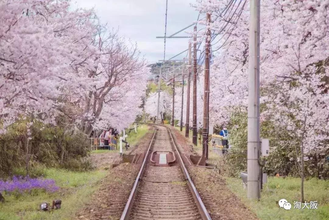 三宅一生baobao发布会,三宅一生钻石包樱花粉