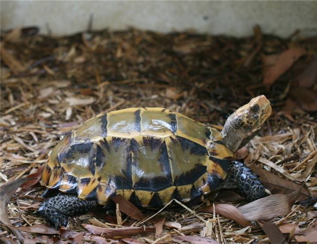 凹甲陆龟为什么养不活,凹甲陆龟是重点保护动物吗