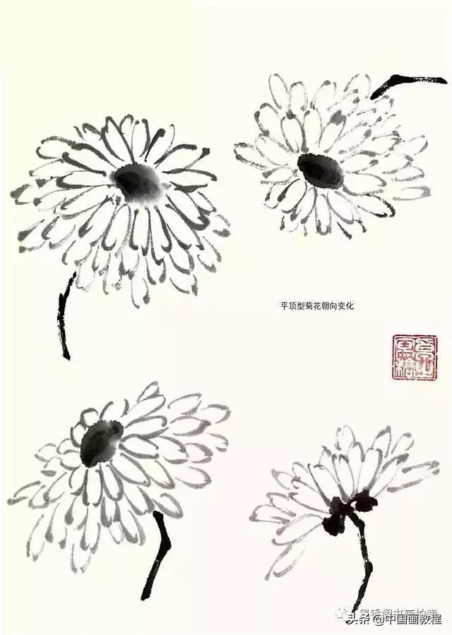 菊花花头花苞画法,菊花花头的画法步骤图片