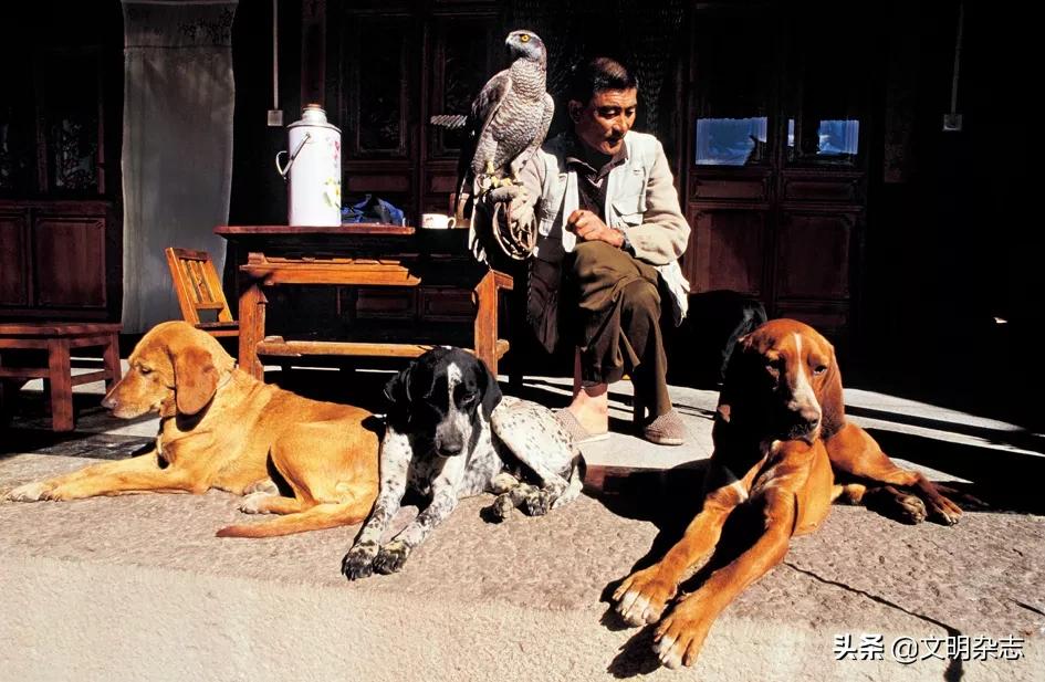 纳西鹰猎的视频,纳西鹰猎精彩视频