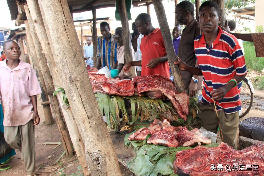 河马路边咬死汽车,不要惹小河马
