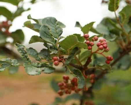 花椒树上为什么会有蚜虫？主要因为这4点，早看早知道