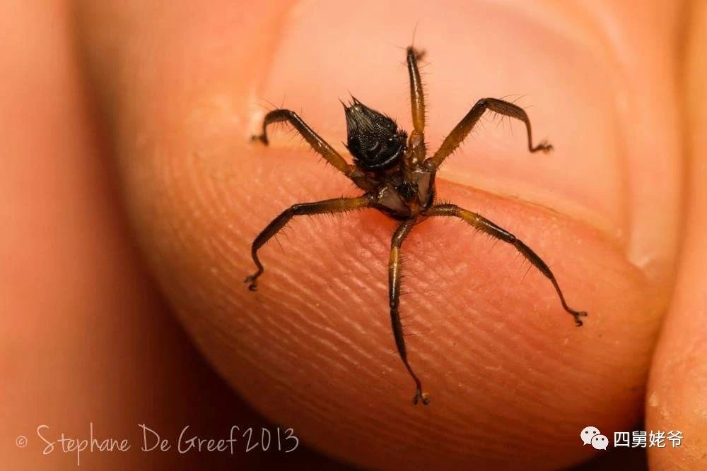 蛛蝇NycteribiaStylidiopsis