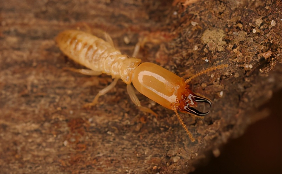 广州上门白蚁防治哪家便宜,广州白蚁防治上门公司