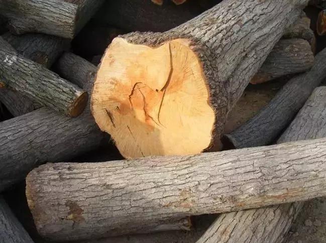 你知道什么叫木匠吗,你知道什么是榉木吗