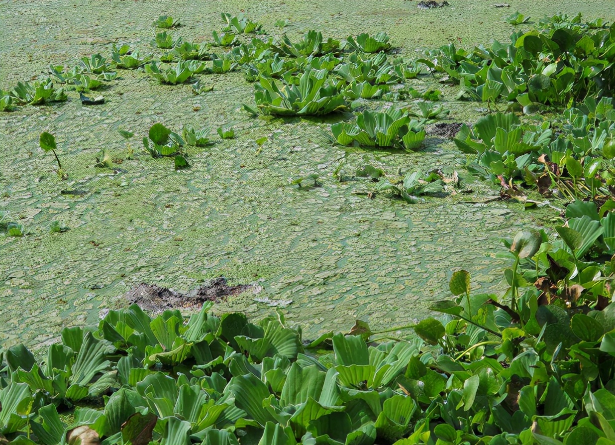 长在水中的“白菜”，因繁殖能力强被嫌弃，改名逆袭成盆栽新宠