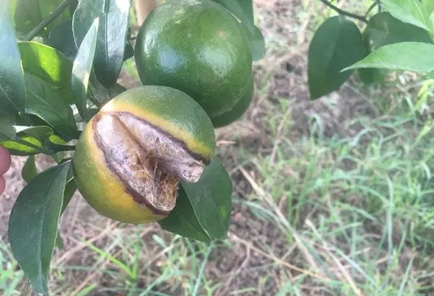 茂谷柑与沃柑并称“杂柑双宝”，为啥行情不温不火？品质很关键