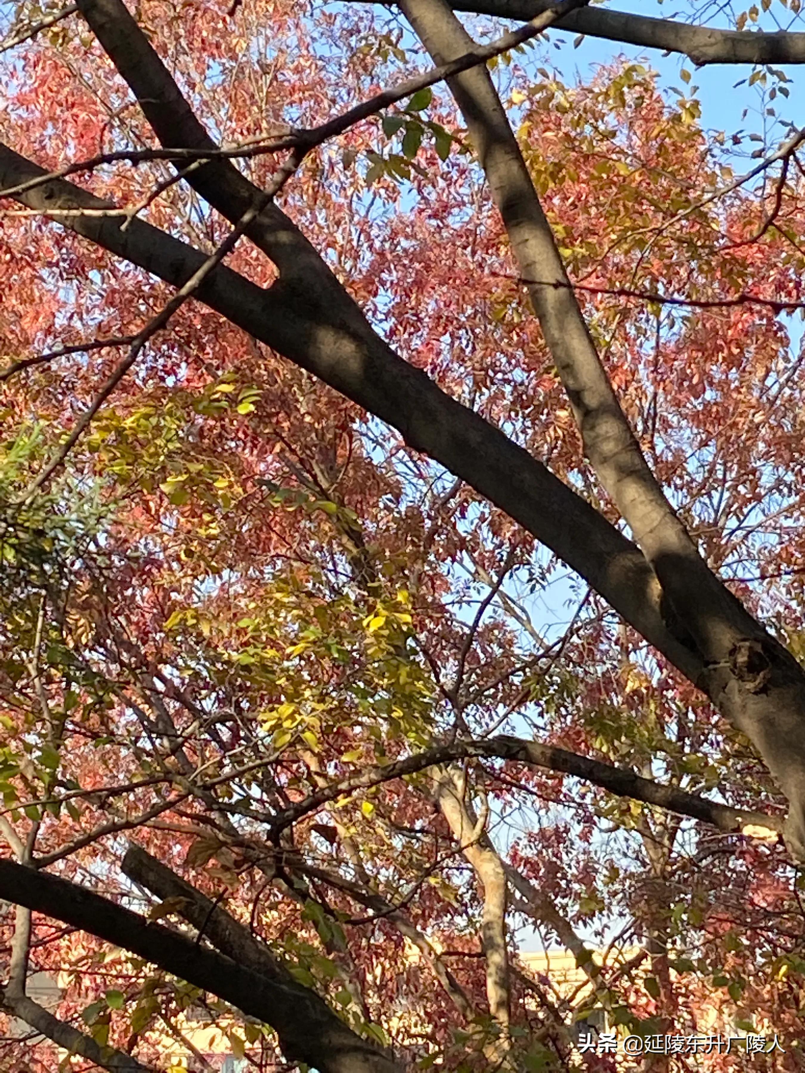 常州戚墅堰花溪公园溪事亭翠微亭烈士纪念广场戚机厂生活区的公园