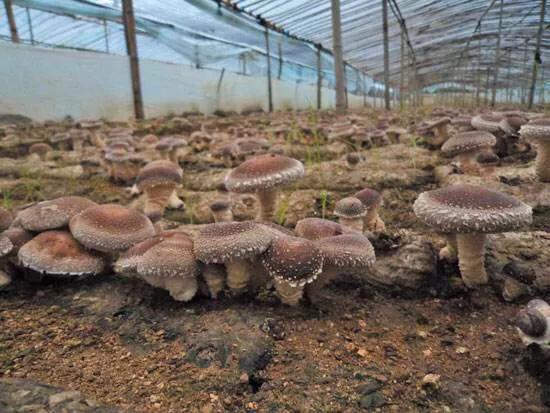 香菇生料栽培与熟料栽培的区别,食用菌栽培技术香菇