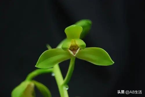 每日一兰花故事～中国兰花.惠兰名品.大一品