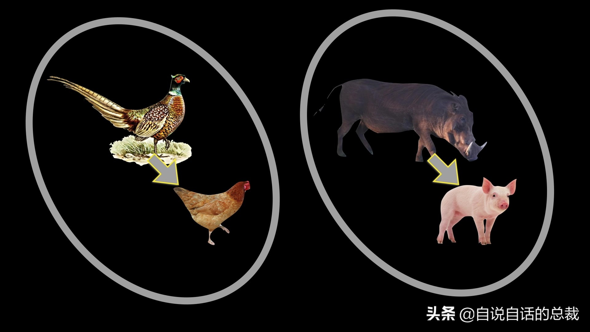 阿努纳奇创造人类7次文明,阿努纳奇人类起源