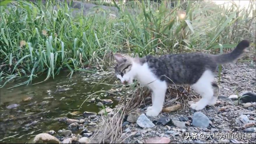 猫妈妈教小猫爬,猫妈妈教猫