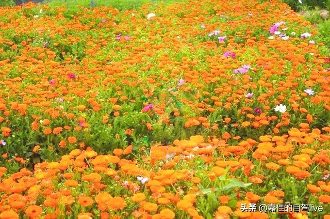 福鼎一日游学生攻略,福鼎两日自由行攻略