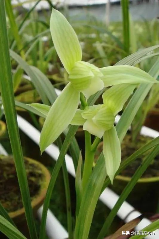 隆昌素“云顶香”险些绝迹的旧事