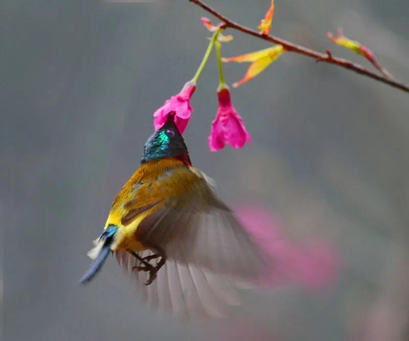 可爱的太阳鸭,可爱的太阳鸟