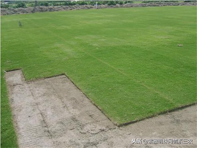 紫塞明珠,紫塞明珠苗木基地在哪里