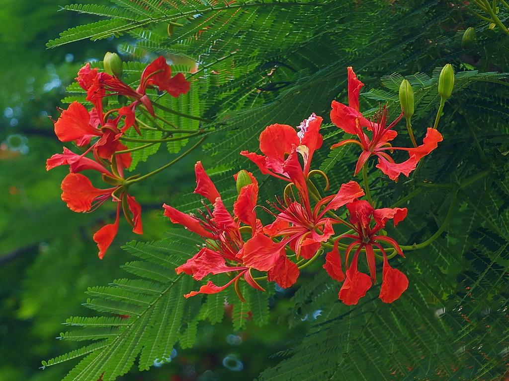 盘点世界各国国花你最喜欢哪种,盘点各国国花