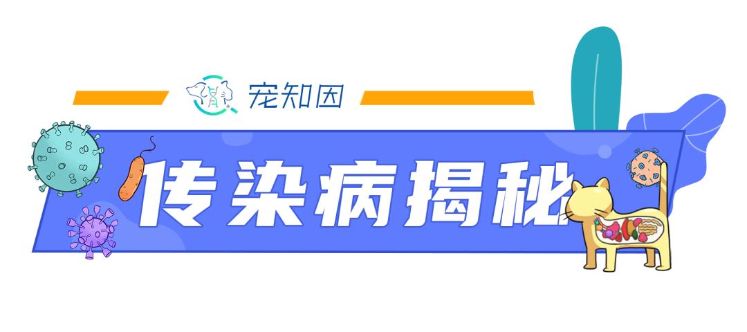 怀孕的母猫得猫瘟没流产,怀孕一个月的猫感染猫瘟会流产吗