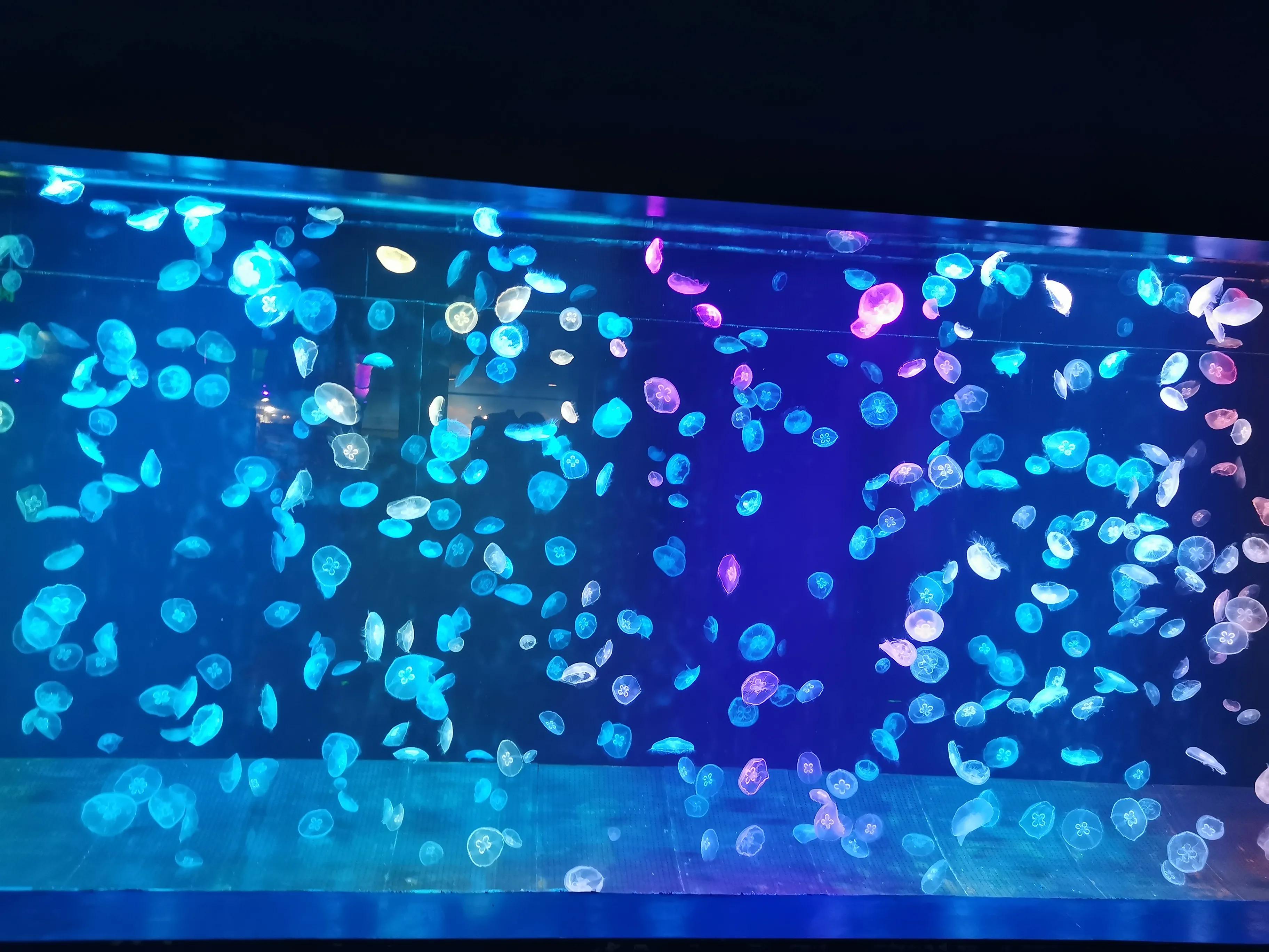 璧拌繘娴锋磱鍔ㄧ墿娴峰簳涓栫晫,鍙傝娴峰簳涓栫晫娴锋磱鍔ㄧ墿瑙嗛