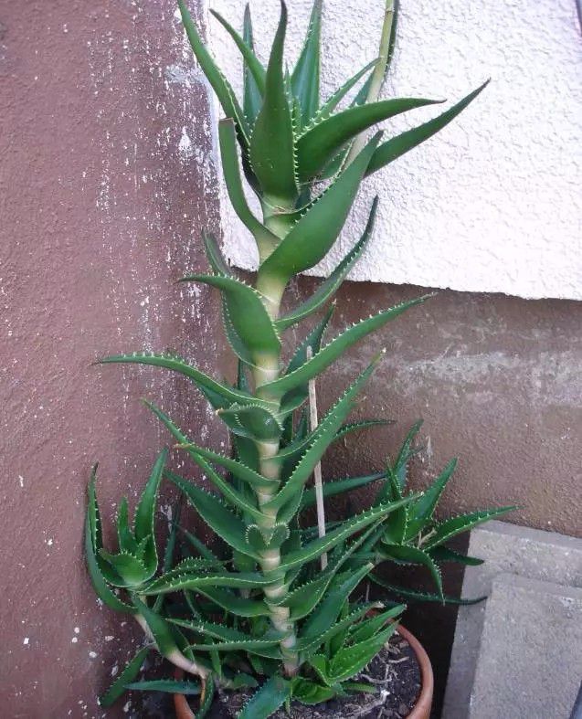 室内绿植推荐客厅好养净化空气,室内养什么绿植可以净化空气