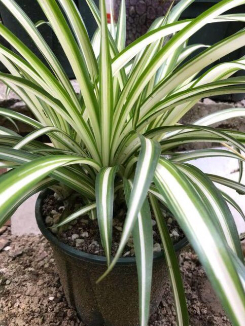 养一盆吊兰怎么才养好视频,钻石翡翠吊兰养成绿瀑布的方法