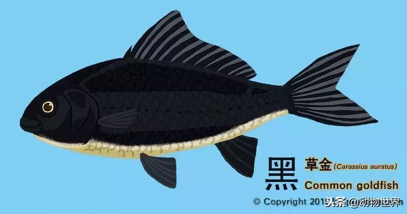 草金金鱼怎么养,草金咬金鱼