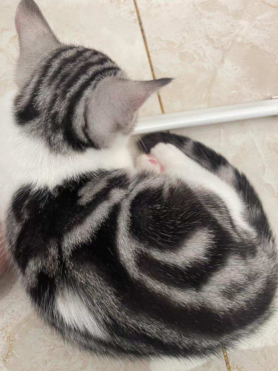 百利低敏猫粮,九元帅低敏猫粮