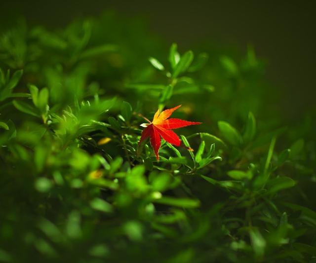 不会来事的人是啥性格,会来事的人是好是坏呢