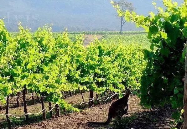 澳大利亚红酒小知识大全,一文了解意大利红酒