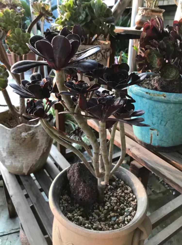 多肉的根腐黑怎么处理,法师主根黑腐了怎么办