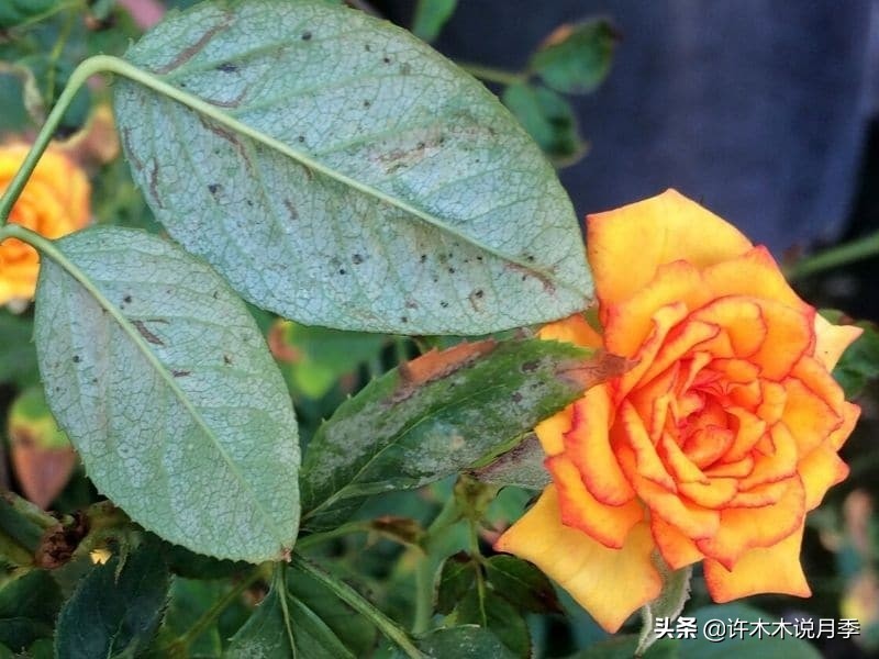 月季病害高清图,12种月季常见病害图解