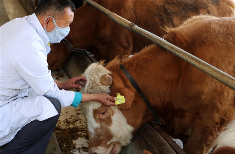 养牛喂盐注意什么问题,养牛食盐中毒怎么处理