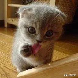 有关猫爪的小知识,关于猫爪的10个有趣的事实