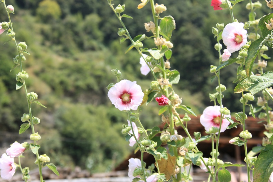 米亚罗-大美理礼县