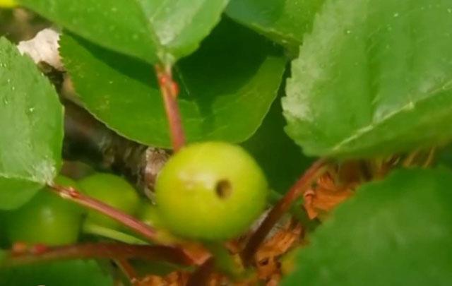 樱桃6月高发害虫,危害樱桃幼芽出现网状叶的害虫