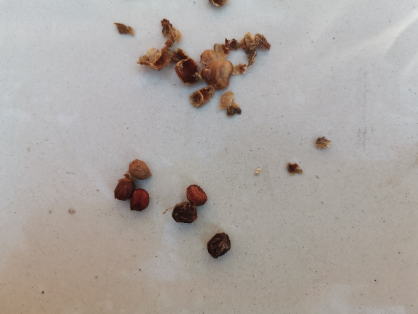 如何让一颗种子快速发芽,怎么让一颗种子发芽