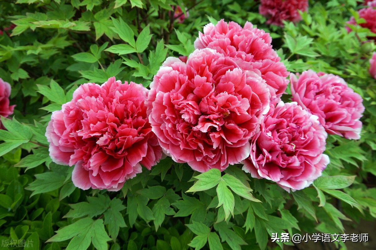 写植物作文的方法与技巧,写一种植物作文的方法与技巧