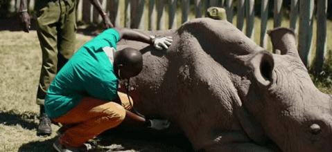 当世界剩下两只猫,当世界只剩两个人