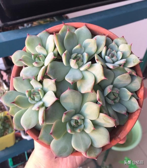 吉娃娃怎么上色,吉娃娃黑白的好还是黑黄的好