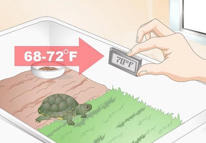 乌龟不进食的原因及解决方法,乌龟不吃食的原因及解决办法