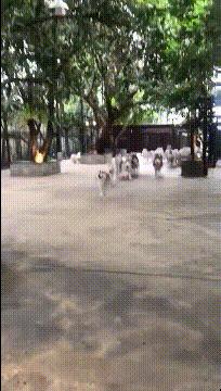 搞笑gif动图nba,少林寺gif搞笑图片