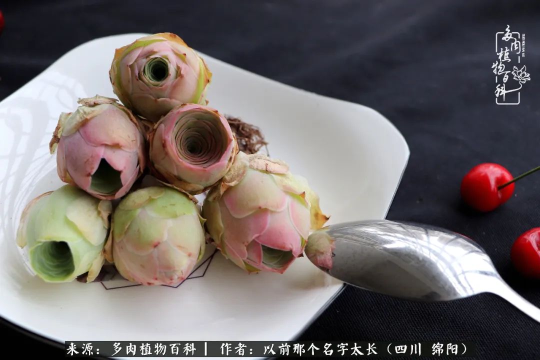 山地玫瑰夏天,山地玫瑰花怎么玩