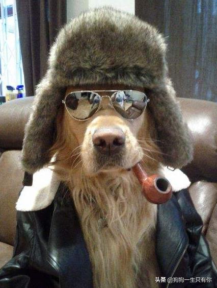 狗狗不能吃哪几种蔬菜水果,狗不能吃的水果和食物