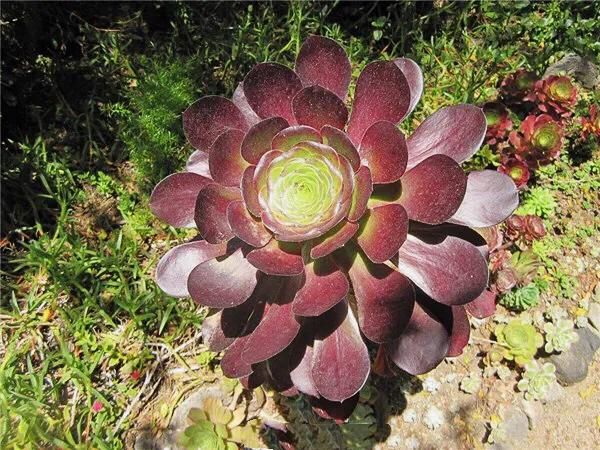 多肉法师韶羞现在能摘心吗,韶羞法师和荷兰玫瑰法师的区别