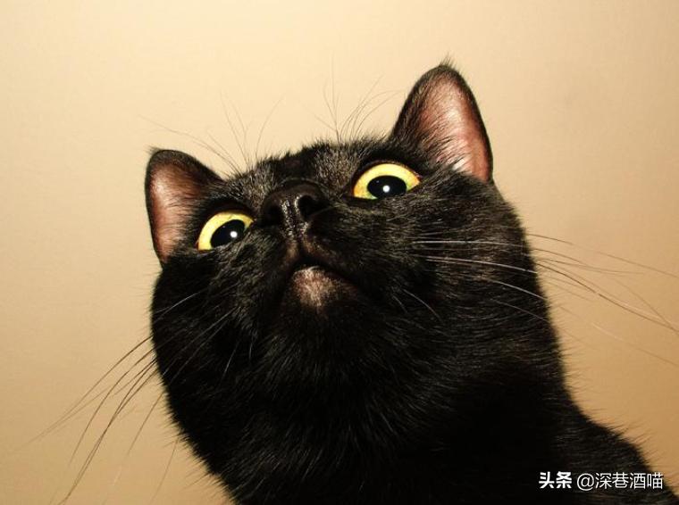 猫咪有这些行为证明你养猫真失败,猫咪骗局揭秘