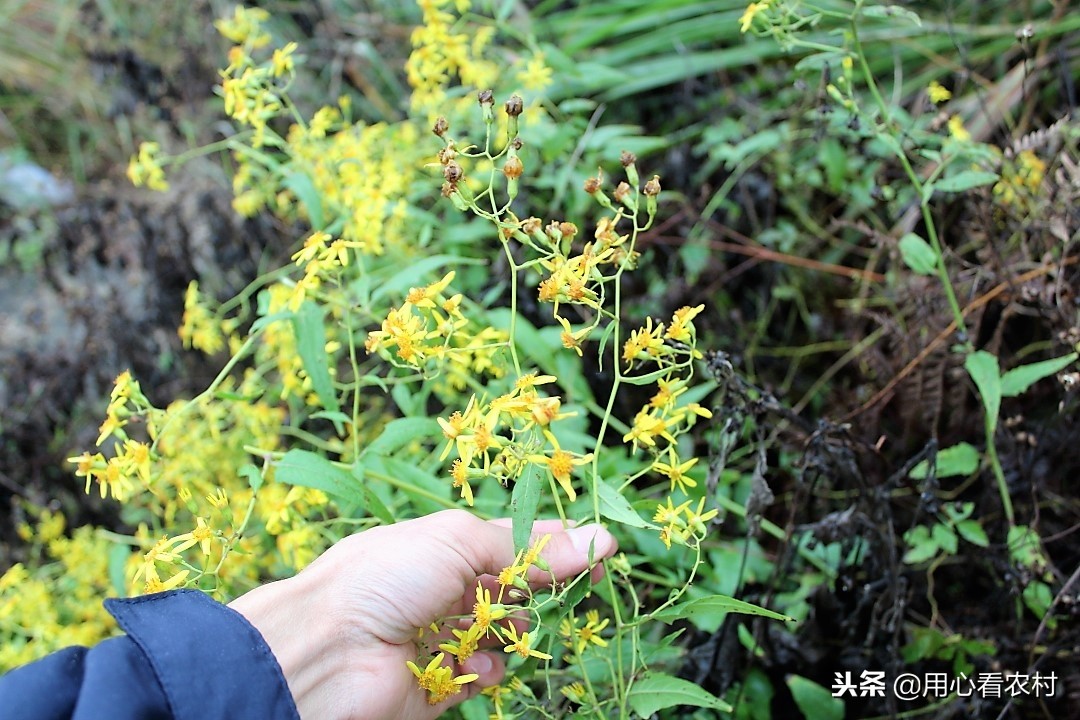 农村随处可见的小黄花，农民管它叫千里光，功效与作用值得您牢记